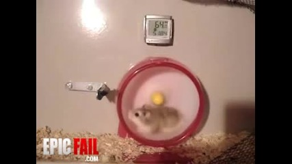 Hamster Fail 