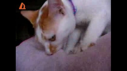 Котенце