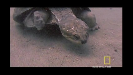 Риба срещу Костенурка - National Geographic Channel