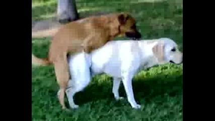 Dogs Fucking