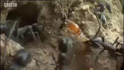 Гигантските мравки и техните мравуняци - подземен живот 