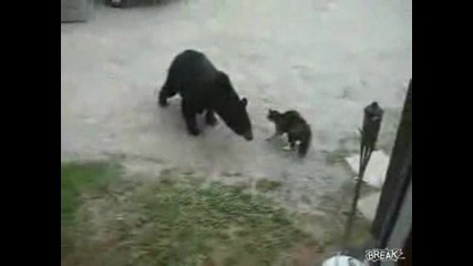 Котка защитава дома си от ...мечка