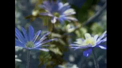 Richard Clayderman - My Way