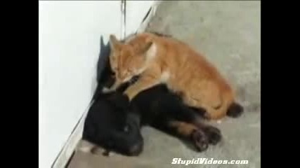 котка прави масаж на куче 