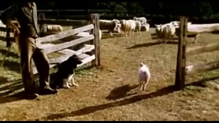Babe Movie Trailer 