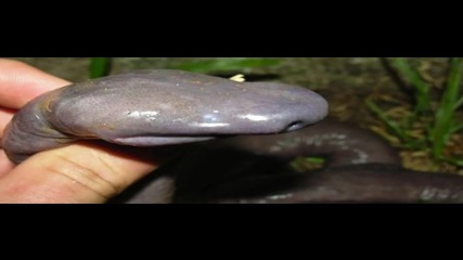 Penis Snake Discovered In Brazil