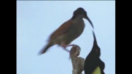 Ввс - Интересен вид птици се ухажват (любовен ритуал)