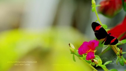Красотата на природата: пеперуди