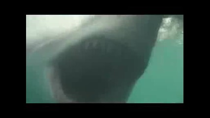 Великата бяла акула - поглет отблизо 
