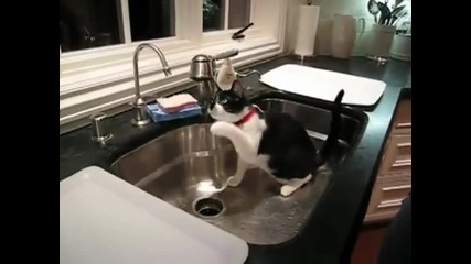 Котка се опитва да улови водна капка