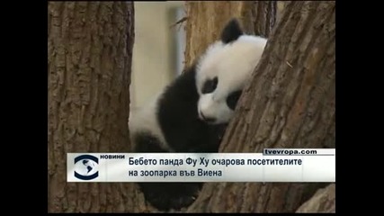 5-месечното бебе панда Фу Ху очарова посетителите на зоопарк
