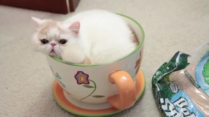 Коте ляга в чаша