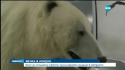 Бяла мечка се качи в столичното метро