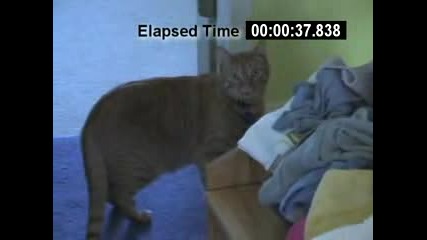 Зяпаща Котка