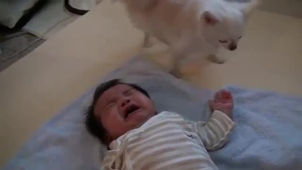 Грижовно куче дава бисквитка за да успокои плачещото бебе