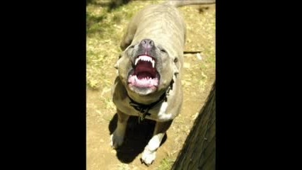 american pitbull terrier slide show vbox7
