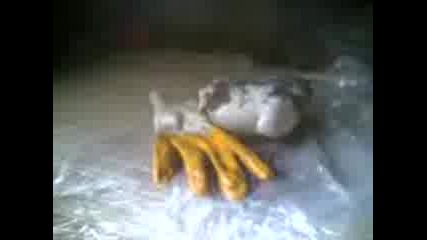 lut gulap