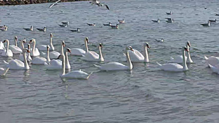 Varna - Black Sea Coast today 024
