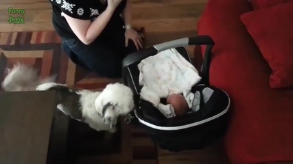 Компилация Смях !.. Cute Cats and Dogs Meeting Babies Compilation