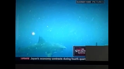Man vs. Shark 