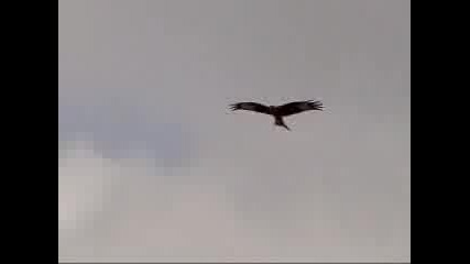 Red Kite - Milano Real 