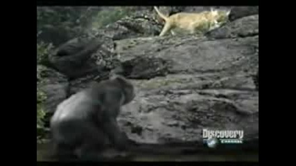 Animal Face - Off - Leopard Vs Gorilla
