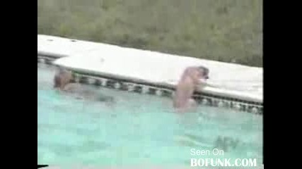 Забавни инциденти с животни 