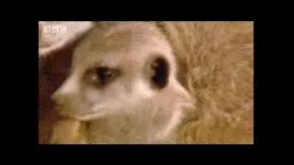 Cute baby meerkat snuggles up to Simon King - Bbc wildlife