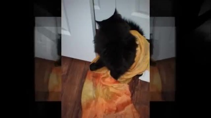 Черен Сладур