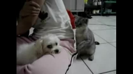 How Do A Kitten Peeve A Dog Very Funny