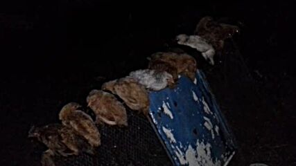 Gece Civcivleri.mp4