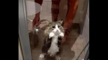 Много Смешни Котки