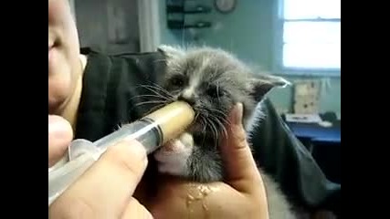 Едно много гладно коте!!!! ха-ха