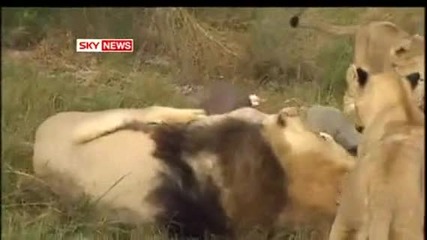Kevin Richardson - Sky News