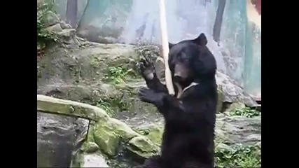 Kung Fu Bear 