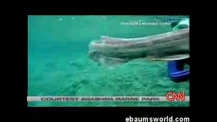 Учени Откриват Вид Риба