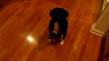 Breakdancing Dog! 