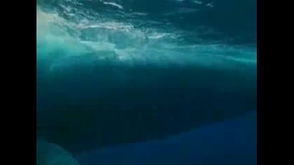 наи - голямото същество на планетата над 92 тона синия кит 
