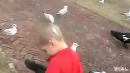 Man vs Earth 1 - Seagull Craps on Little Boy 