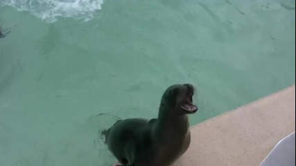 Тюлени - Зоопарк Сан Диего Калифорния 