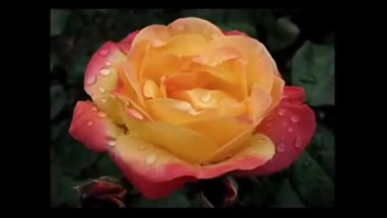 Vaya Con Dios - Whats a woman - превод