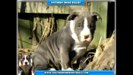 Blue Nose Pitbull Puppies - Bully Style Southern Smoke Bullies