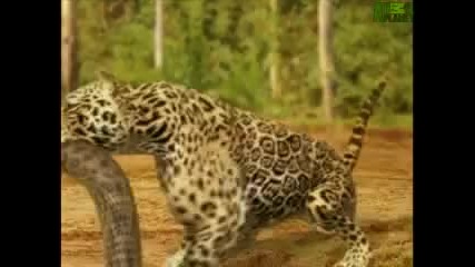 Anaconda vs. Jaguar жестока битка 