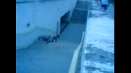 Balac S Bmx