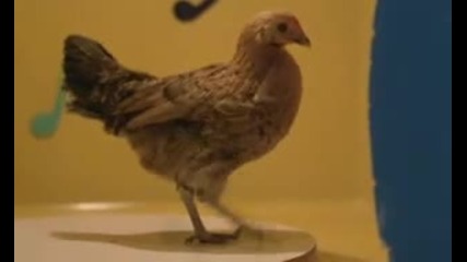 луди животни танцуват 