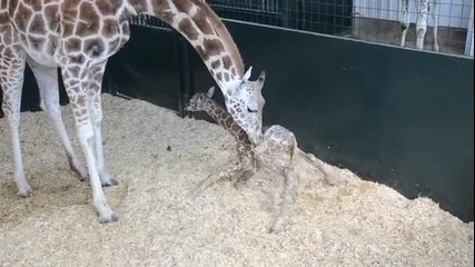 Новородено жирафче се изправя на крака за първи път ..