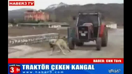 Най - силното куче на света - влачи трактор