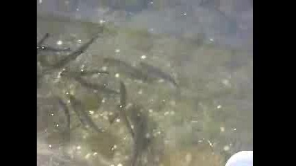 Pastarva