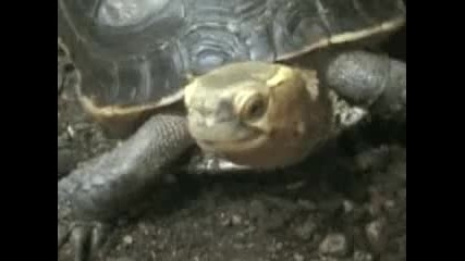 Драматична костенурка 
