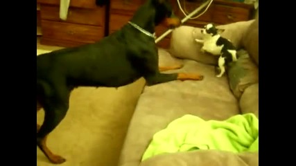 Doberman attacking Chihuahua